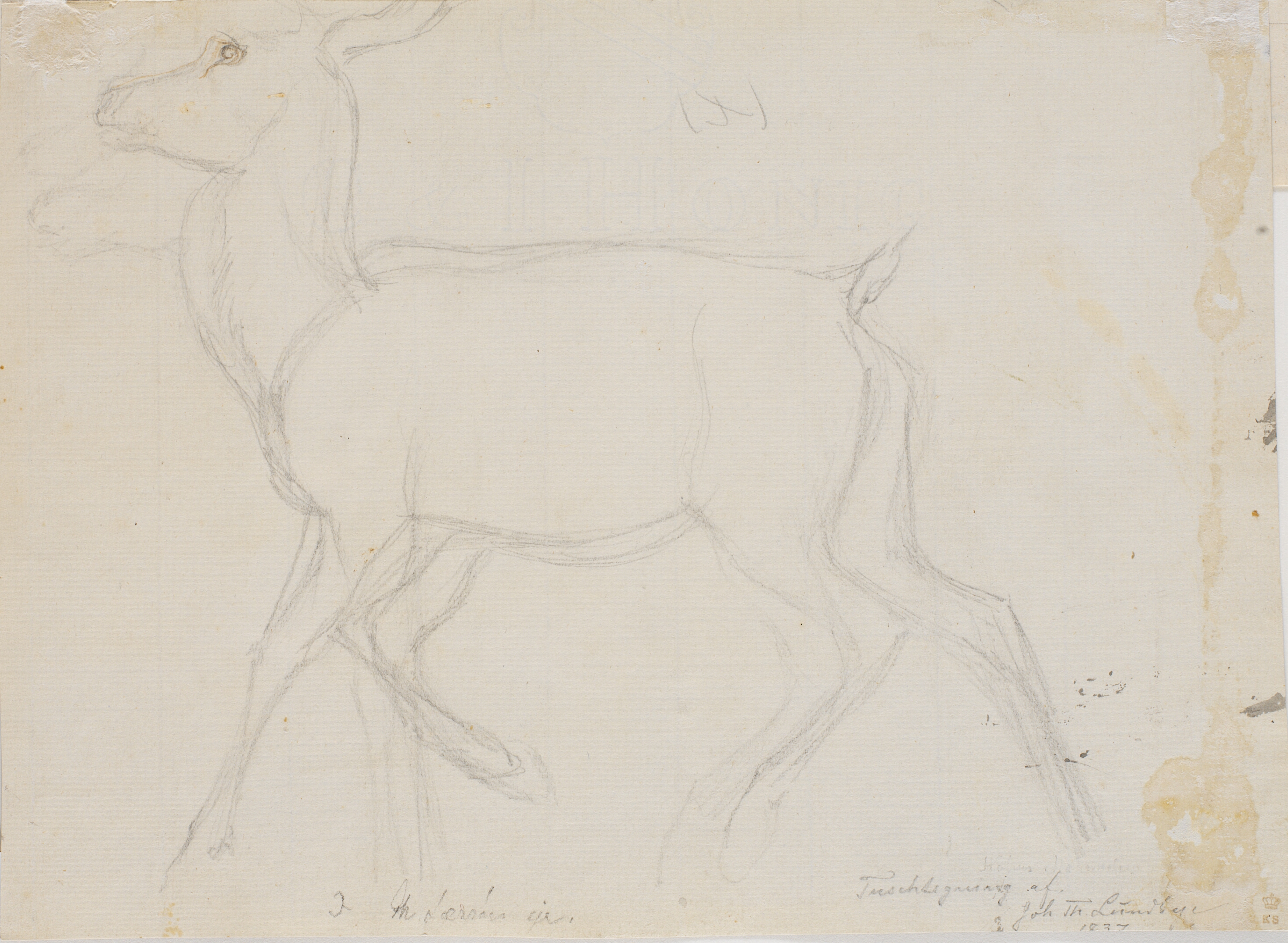 Rids af en kronhjort